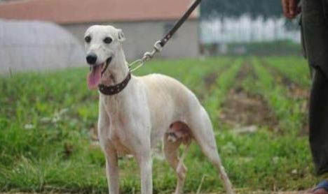 惠比特犬打架厲害嗎