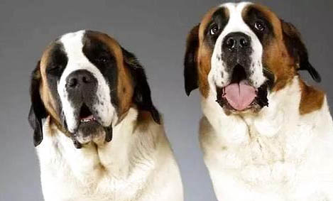 圣伯納犬口吐白沫的原因及處理方法