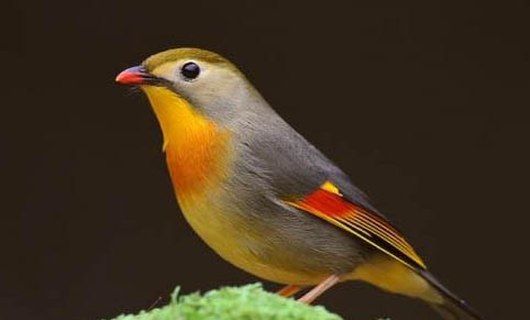 相思鳥(niǎo)幼鳥(niǎo)多久會(huì)叫