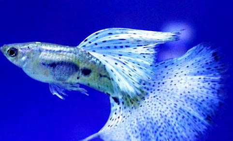 孔雀魚(yú)懷孕多久要單養(yǎng)啊