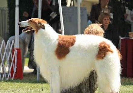 蘇俄獵狼犬喜歡什么