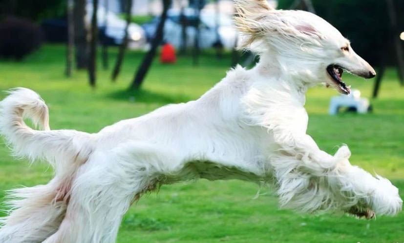 阿富汗獵犬拉血便的原因及處理方法