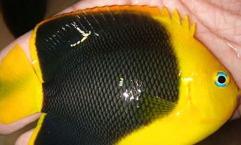 孔雀魚用不用氧氣泵