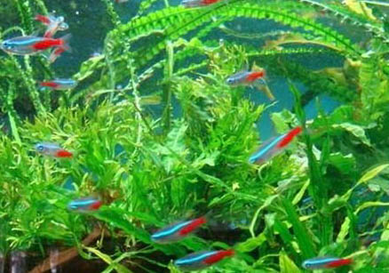 紅綠燈魚好養活嗎