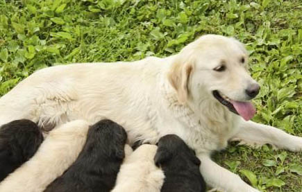 養(yǎng)佛蘭德牧牛犬要注意什么