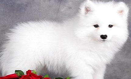 薩摩耶犬嘔吐的原因及處理方法
