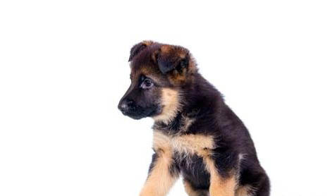 冰島牧羊犬機(jī)靈嗎
