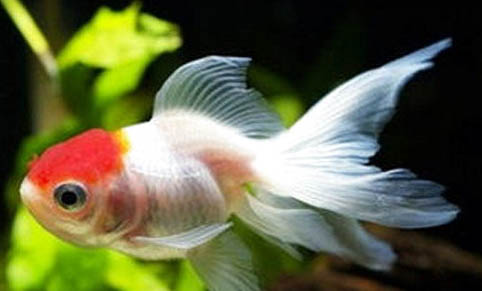 草金魚爛尾的原因及處理方法