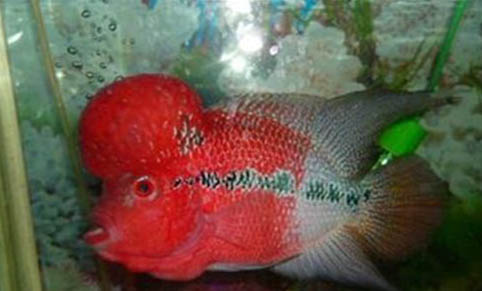 魚吃什么飼料