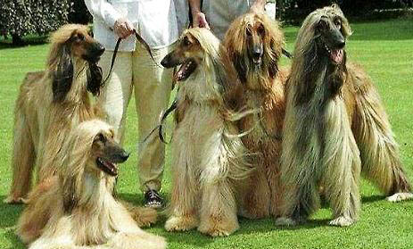 2022年阿富汗獵犬價格一覽表