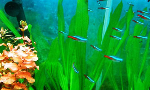 上濾魚缸怎么保持水質