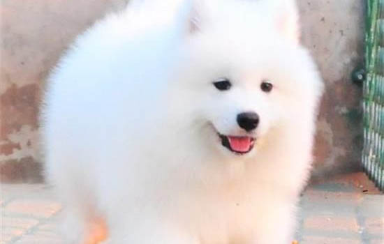 薩摩耶犬飼養方法
