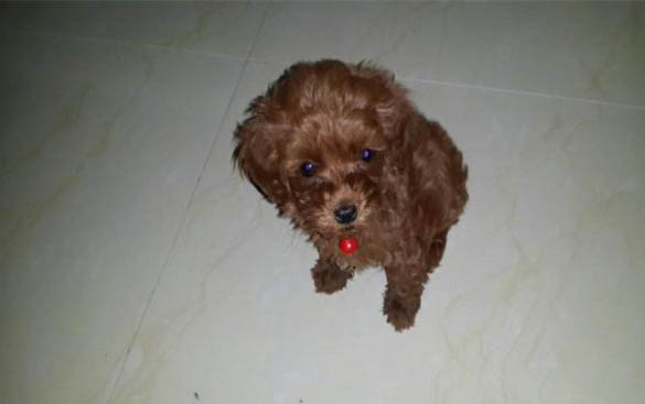 狗狗去除牙結石小妙招
