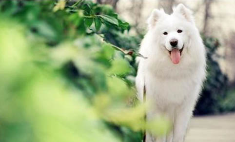 狗狗拔牙后會疼多久?