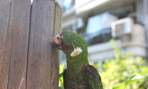 怎樣給玄鳳鸚鵡洗澡