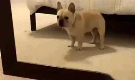 狗狗總嘔吐是什么原因