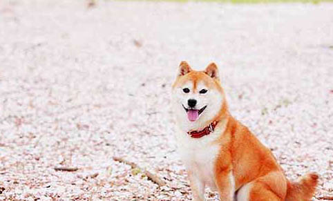 柴犬價格多少錢一只