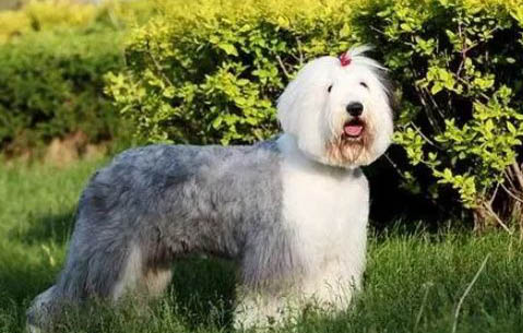 英國古代牧羊犬打嗝