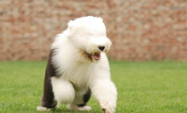 中大型犬如何選狗糧品牌好