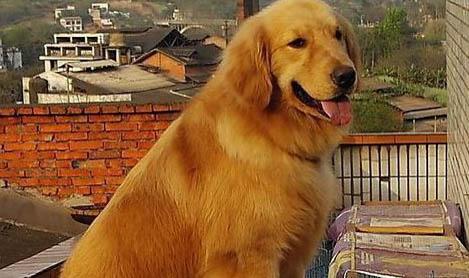 狗得了犬瘟熱加細(xì)小病毒一般能活多久