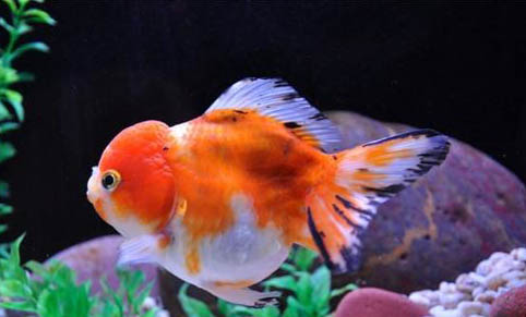 怎么預防金魚跳缸