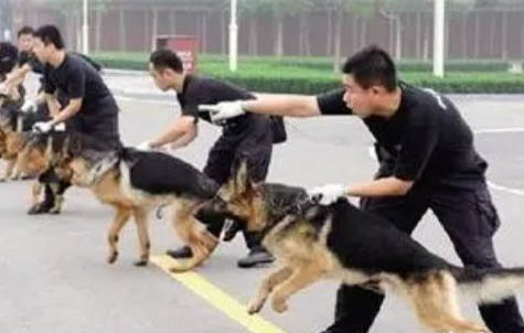 狗狗寄生蟲感染癥狀是什么