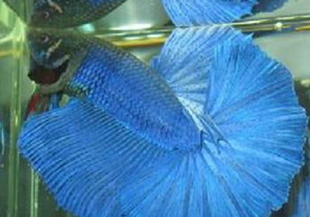 泰國斗魚可以和金魚混養嗎