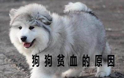 2個月小狗便秘怎么辦