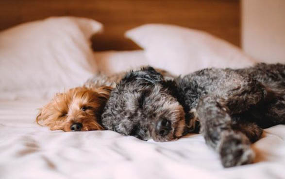 犬狗叫聲像哭聲的原因及處理方法