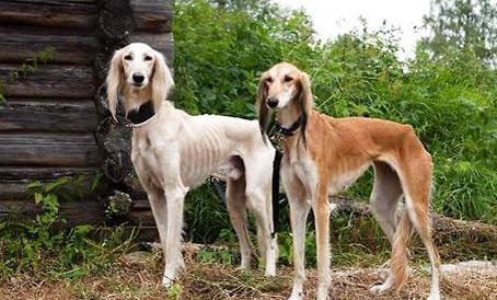 薩路基獵犬壽命大概有多長