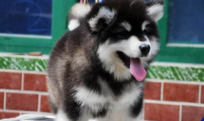 幼犬得了犬窩咳會死嗎