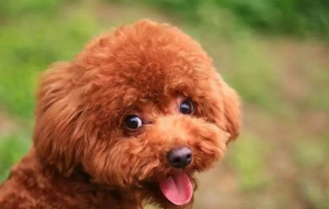 標準型貴賓犬圖片