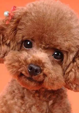 貴賓犬修剪造型方法與詳細步驟