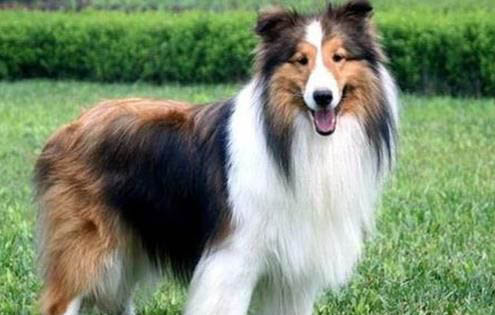 牧羊犬品種大全哪個(gè)貴啊