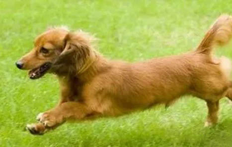 臘腸犬關節炎癥狀怎么辦
