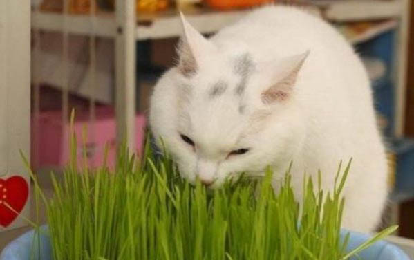 貓杯狀病毒是如何引起的