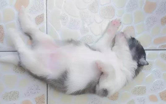 為什么需要給狗狗驅蟲