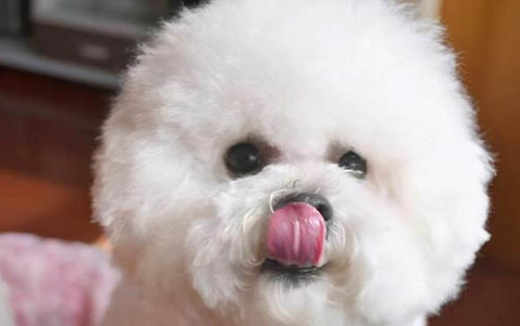 比熊狗狗晚上一直叫怎么辦