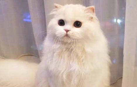 貓鼻支用藥