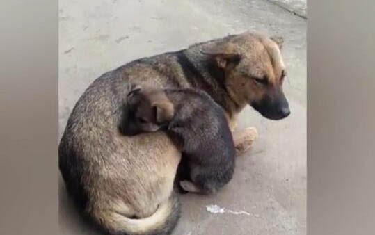 小狗狗鼻子不黑了是為什么呢