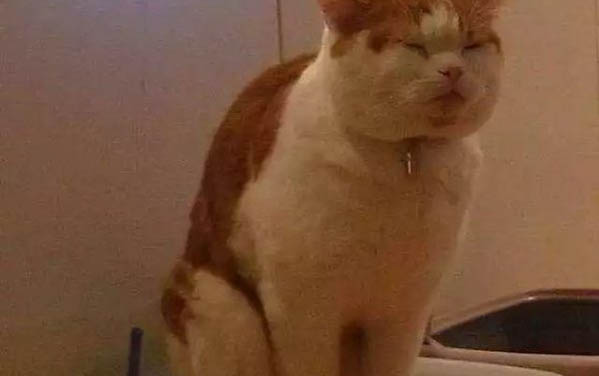 貓口腔潰瘍會自愈么