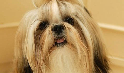 西施犬斷尾有什么好處