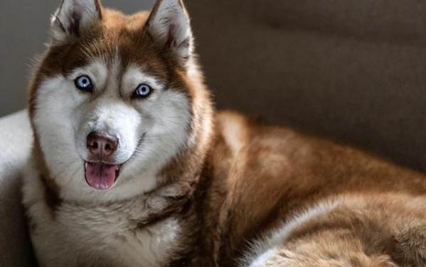 狗狗懷孕的最佳時期