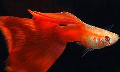 孔雀魚有哪些防跳缸措施