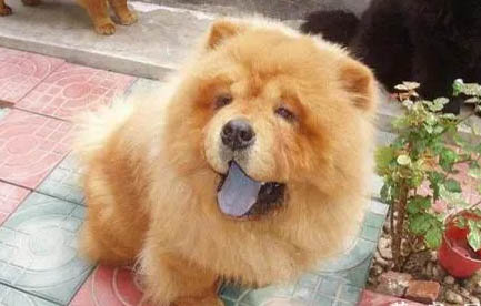松獅犬性格