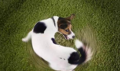 狗狗感染寄生蟲癥狀有哪些