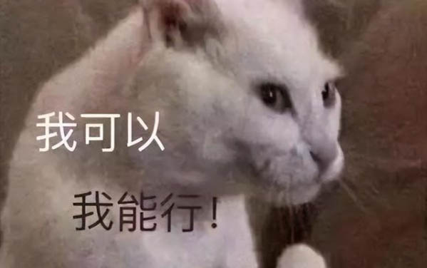 小貓多久可以離開母貓呢?