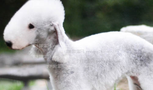 為什么很少人養貝靈頓梗
