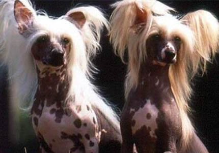 中國冠毛犬壽命
