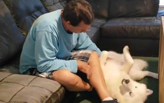 幾個月小狗不用泡狗糧